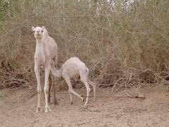 Zdj�cie: dsc04534.jpg czwartek, 25 grudzie� 2003, 16:51