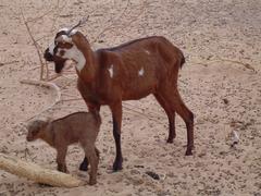 Zdj�cie: dsc04538.jpg czwartek, 25 grudzie� 2003, 16:53