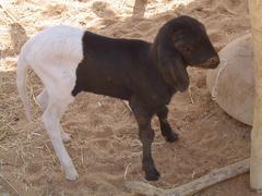 Zdj�cie: dsc05245.jpg niedziela, 04 stycze� 2004, 14:52