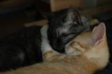 Ocotilla & Yeti
